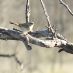 Cincloramphus mathewsi (Rufous Songlark) at Angledool, NSW - 1 May 2022 by SimoneC