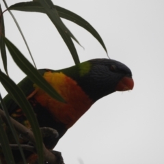 Trichoglossus moluccanus (Rainbow Lorikeet) at Lightning Ridge, NSW - 24 Apr 2022 by SimoneC