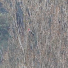 Callocephalon fimbriatum (Gang-gang Cockatoo) at Burra, NSW - 4 May 2022 by Steve_Bok