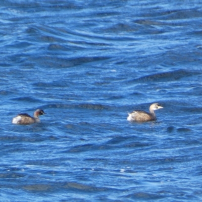 Tachybaptus novaehollandiae (Australasian Grebe) at East Jindabyne, NSW - 7 May 2022 by SteveBorkowskis