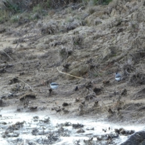 Epthianura albifrons at East Jindabyne, NSW - 7 May 2022