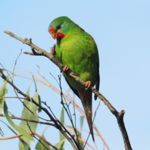 Lathamus discolor at Campbell, ACT - 9 May 2022