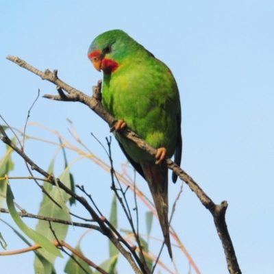 Lathamus discolor (Swift Parrot) at Campbell, ACT - 9 May 2022 by Harrisi
