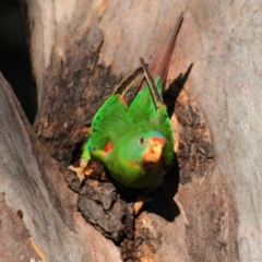 Lathamus discolor at Campbell, ACT - 9 May 2022