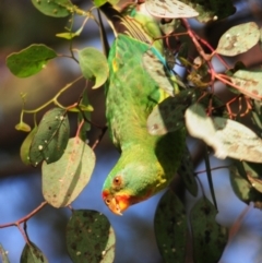 Lathamus discolor at Campbell, ACT - 9 May 2022