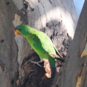 Lathamus discolor at Campbell, ACT - 9 May 2022