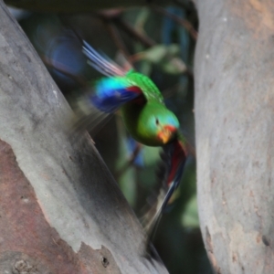 Lathamus discolor at Campbell, ACT - 9 May 2022