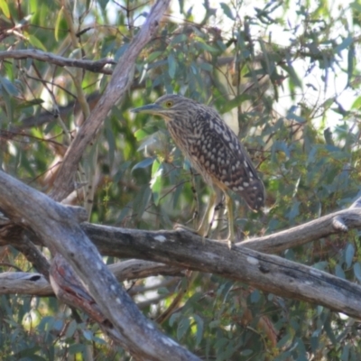 Nycticorax caledonicus (Nankeen Night-Heron) at Frogmore, NSW - 29 Apr 2022 by Harrisi