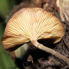 zz agaric (stem; gills white/cream) at ANBG - 6 May 2022 by TimL