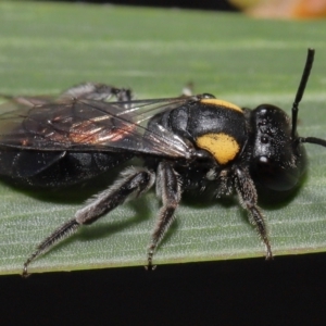 Leioproctus (Leioproctus) irroratus at Acton, ACT - 6 May 2022