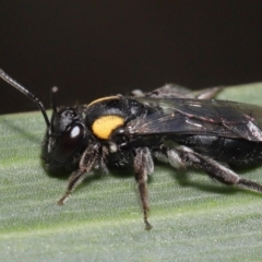 Leioproctus (Leioproctus) irroratus at Acton, ACT - 6 May 2022