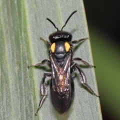 Leioproctus (Leioproctus) irroratus at Acton, ACT - 6 May 2022