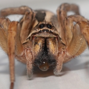 Lycosidae (family) at Evatt, ACT - 8 May 2022 01:46 PM