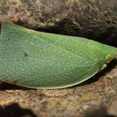 Siphanta acuta (Green planthopper, Torpedo bug) at Acton, ACT - 6 May 2022 by TimL