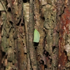 Siphanta acuta at Acton, ACT - 6 May 2022 11:35 AM