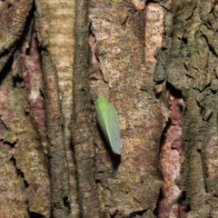 Siphanta acuta at Acton, ACT - 6 May 2022 11:35 AM