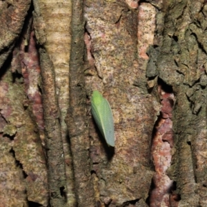 Siphanta acuta at Acton, ACT - 6 May 2022 11:35 AM