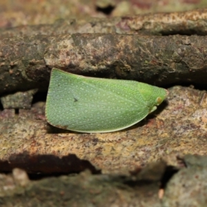 Siphanta acuta at Acton, ACT - 6 May 2022 11:35 AM