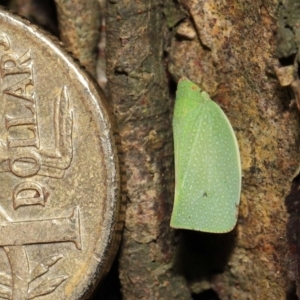 Siphanta acuta at Acton, ACT - 6 May 2022 11:35 AM