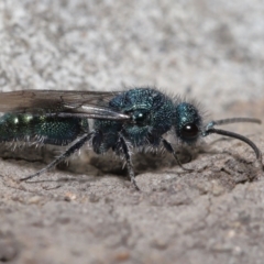 Aglaotilla sp. (genus) (Australian Velvet Ant) at Acton, ACT - 22 Mar 2022 by TimL