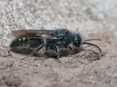 Aglaotilla sp. (genus) (Australian Velvet Ant) at ANBG - 22 Mar 2022 by TimL