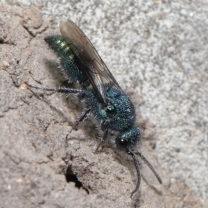 Aglaotilla sp. (genus) at ANBG - 22 Mar 2022