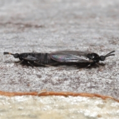 Scatopsidae (family) at Acton, ACT - 22 Mar 2022