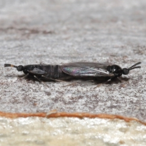 Scatopsidae (family) at Acton, ACT - 22 Mar 2022