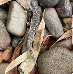 Christinus marmoratus (Southern Marbled Gecko) at Hackett, ACT - 25 Feb 2022 by Louisab