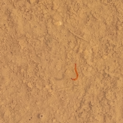 Unidentified Polychaete Worm at Cameron Corner, QLD - 5 May 2022 by AaronClausen