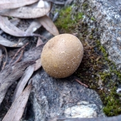 Bovista (A puffball) at Cooma, NSW - 9 May 2022 by mahargiani