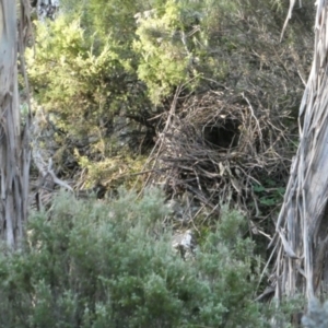 Menura novaehollandiae at Bolaro, NSW - 1 May 2022