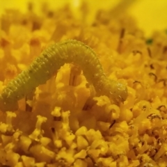 Lepidoptera unclassified IMMATURE (caterpillar or pupa or cocoon) at Googong, NSW - 9 May 2022 by WHall