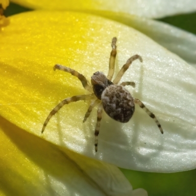 Araneus sp. (genus) (Orb weaver) at Googong, NSW - 9 May 2022 by WHall