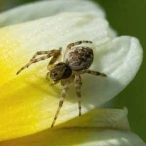 Araneus sp. (genus) at Googong, NSW - 9 May 2022 11:58 AM