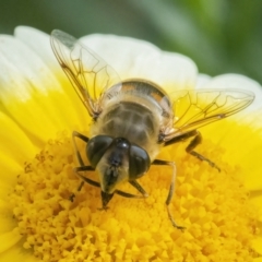 Eristalis tenax (Drone fly) at Googong, NSW - 9 May 2022 by WHall