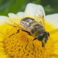 Eristalis tenax at Googong, NSW - 9 May 2022