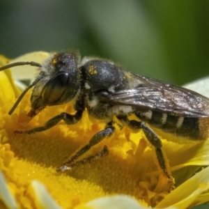 Megachile (Hackeriapis) oblonga at Googong, NSW - 9 May 2022 11:57 AM