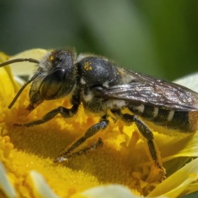 Megachile (Hackeriapis) oblonga (A Megachild bee) at Googong, NSW - 9 May 2022 by WHall