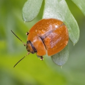 Paropsisterna cloelia at Googong, NSW - 9 May 2022 12:03 PM