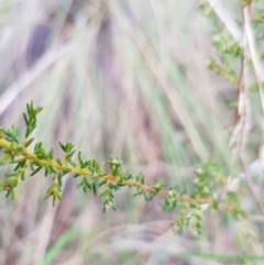 Dillwynia phylicoides at Acton, ACT - 7 May 2022