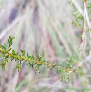 Dillwynia phylicoides at Acton, ACT - 7 May 2022