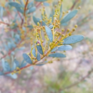 Acacia buxifolia subsp. buxifolia at Acton, ACT - 7 May 2022