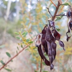 Acacia buxifolia subsp. buxifolia at Acton, ACT - 7 May 2022