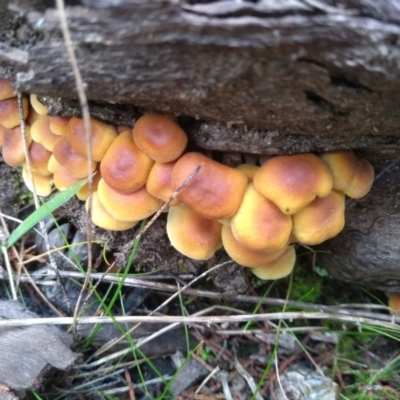 Hypholoma sp. (Hypholoma) at Cooma, NSW - 10 May 2022 by mahargiani