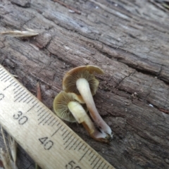 Hypholoma sp. at Cooma, NSW - 10 May 2022