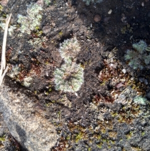 Riccia crinita at Cooma, NSW - 9 May 2022