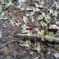 Riccia cartilaginosa (Liverwort) at Cooma, NSW - 9 May 2022 by mahargiani