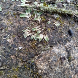 Riccia cartilaginosa at Cooma, NSW - 9 May 2022