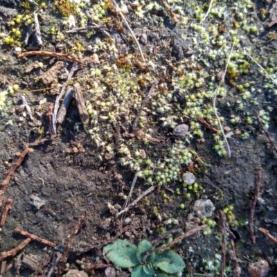 Gigaspermum repens (Moss) at Cooma North Ridge Reserve - 9 May 2022 by mahargiani